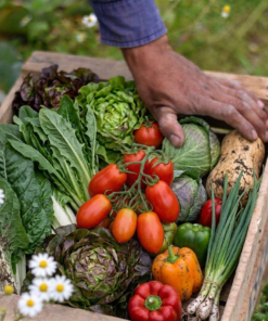 BOLSÓN DE VERDURAS AGROECOLÓGICAS DE ESTACIÓN x 7 variedades (PAC)