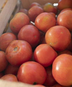 TOMATE REDONDO AGROECOLÓGICO x 1 Kg