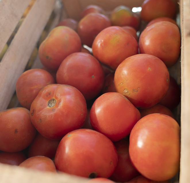 TOMATE REDONDO AGROECOLÓGICO x 1 Kg