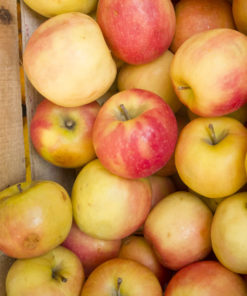 MANZANA PINK AGROECOLÓGICA x 1 Kg
