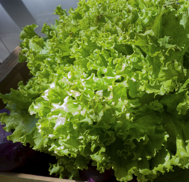 LECHUGA POR PLANTA- 300 grs aprox
