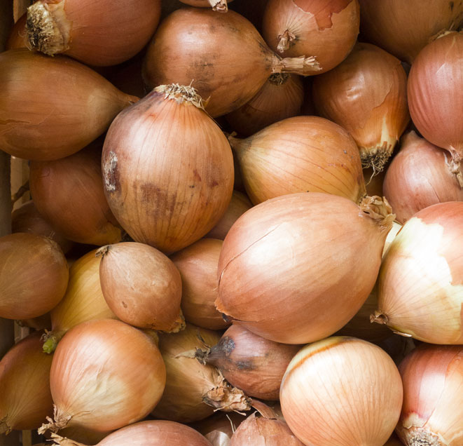 CEBOLLA DORADA AGROECOLÓGICA x 1 Kg