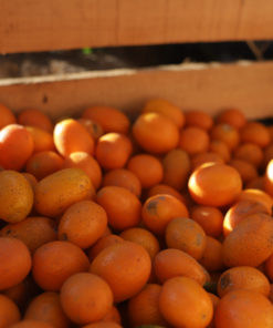 QUINOTOS x 1/2 Kg AGROECOLÓGICO