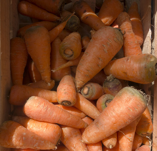ZANAHORIA x 1 Kg