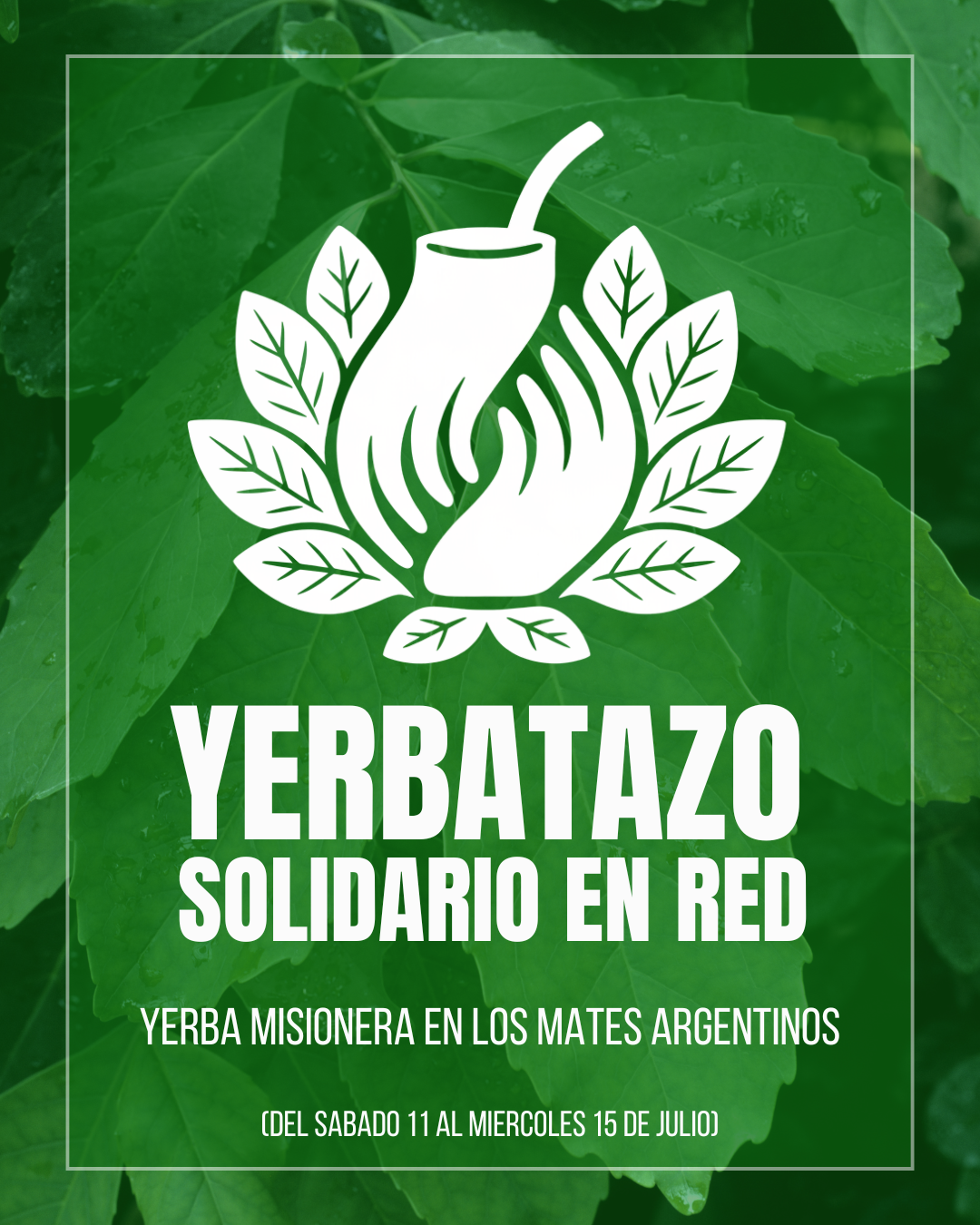 Yerbatazo 3 x $12000 - Imagen 2